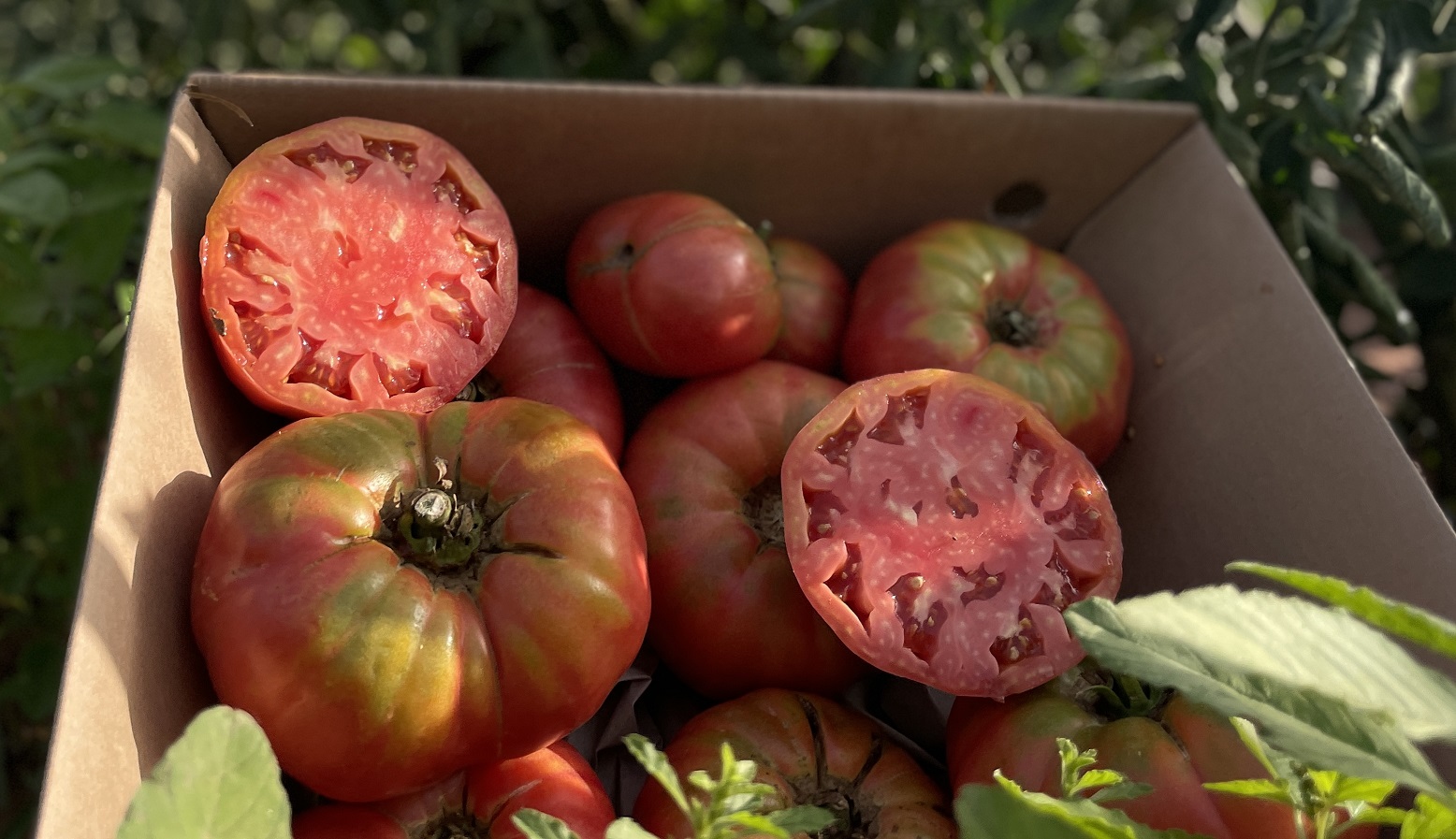 Pink field tomatoes